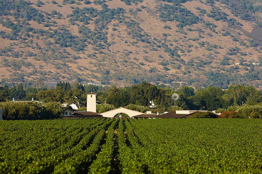 ݵ__(d)SfRobert Mondavi Winery12λ