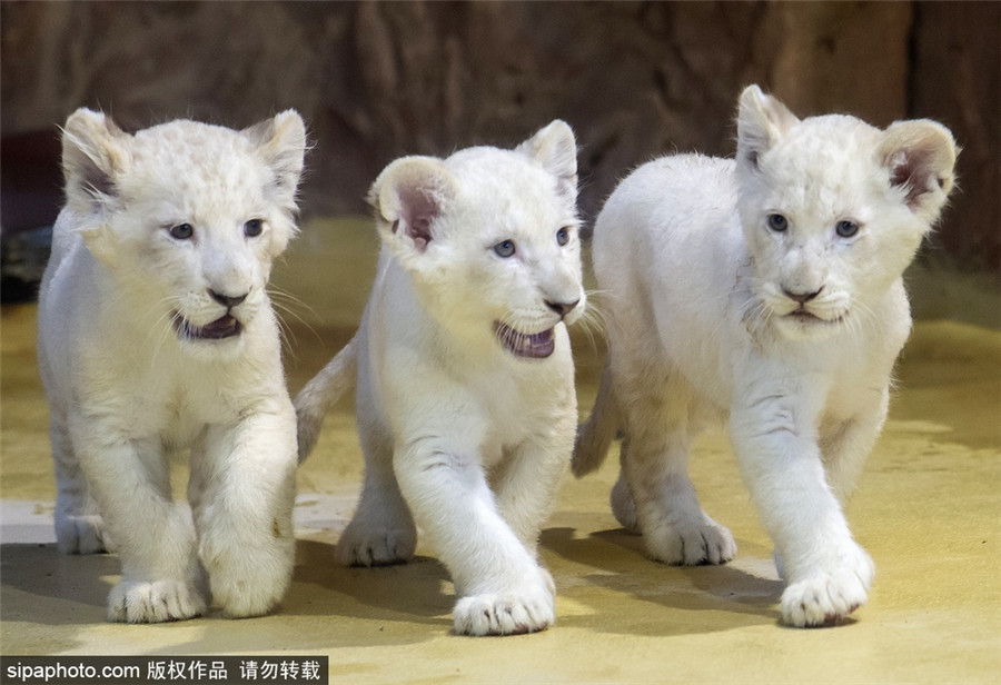 sipaphoto.com(qun)ƷՈ(qng)D(zhun)d