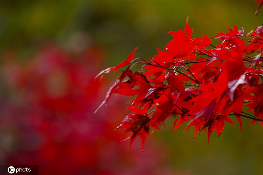 ICPhoto(qun)ƷՈ(qng)D(zhun)d