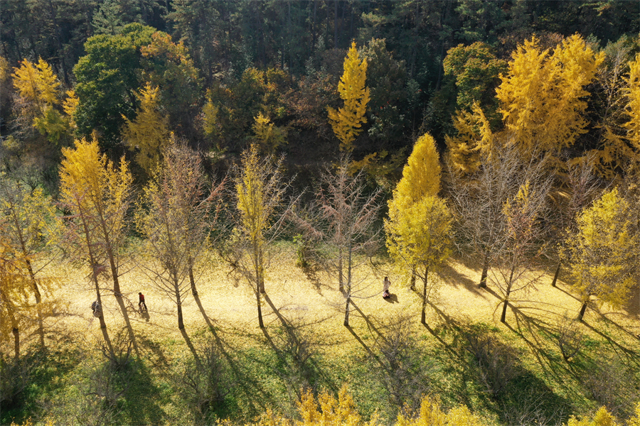 IC Photo(qun)ƷՈD(zhun)d