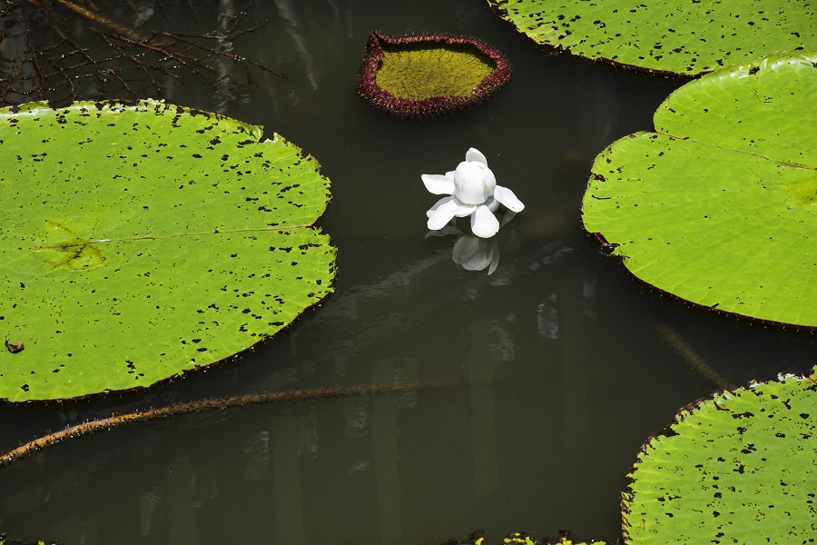 IC Photo(qun)ƷՈD(zhun)d