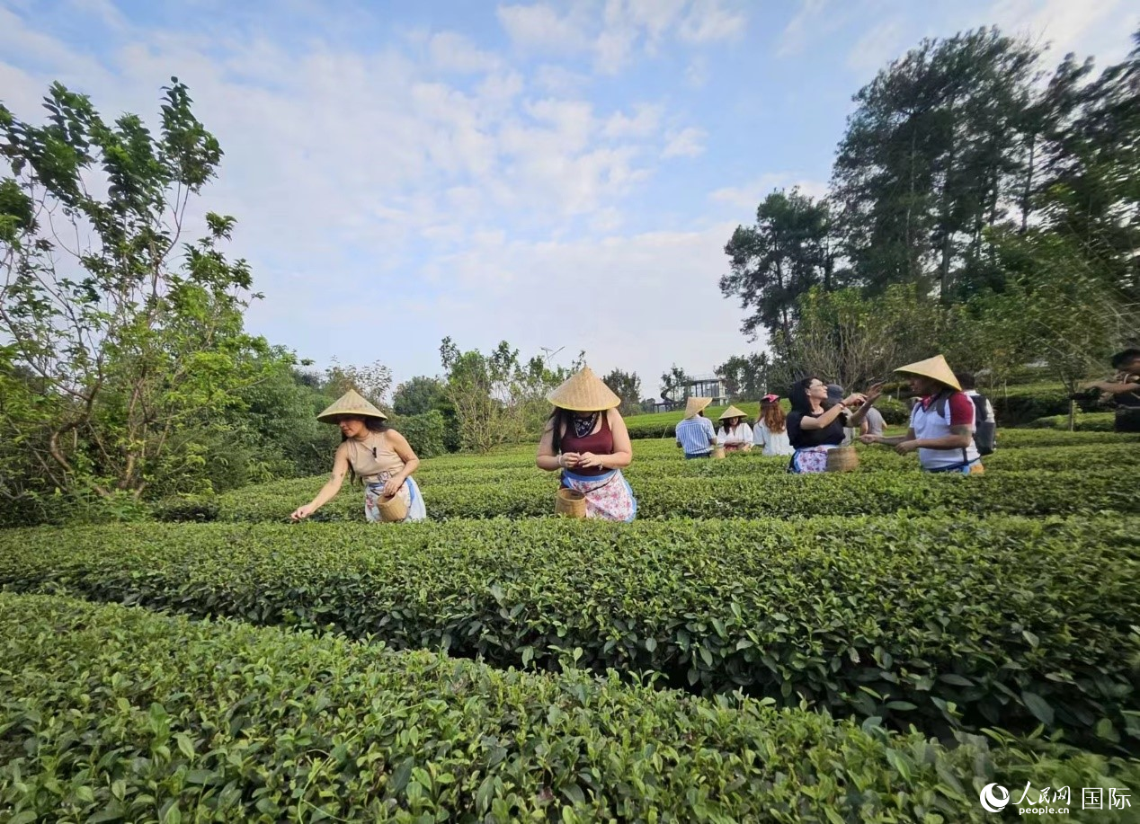 拉美國家媒體團的記者們體驗采茶。人民網(wǎng)記者 王曉霞攝