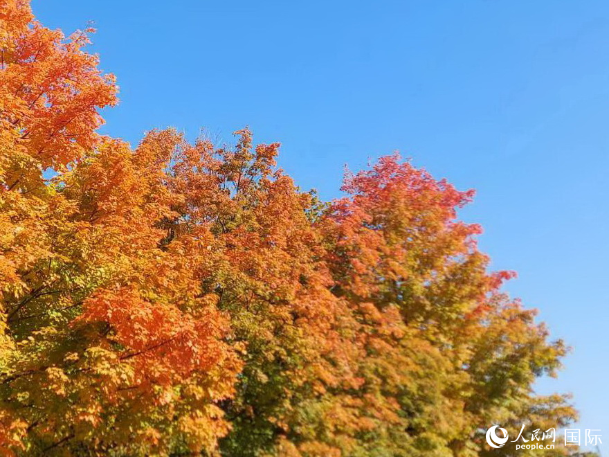 高地公園楓景連綿望不盡。于世文      攝     
