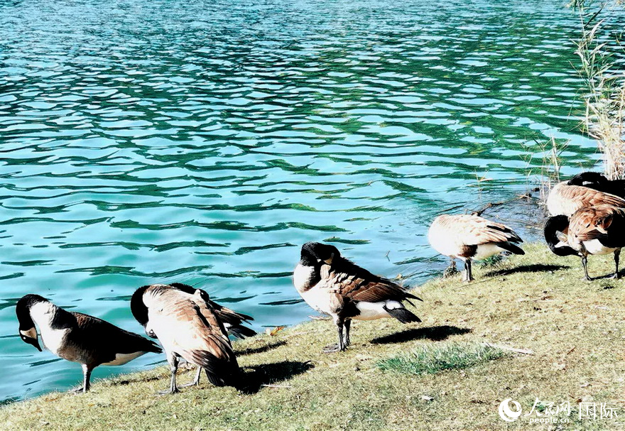 高地公園湖畔呆萌可愛的天鵝。          于世文 攝       