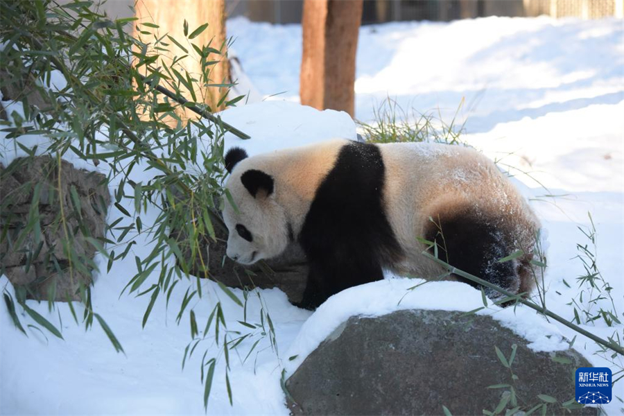 1月9日，在美國(guó)華盛頓國(guó)家動(dòng)物園，大熊貓“寶力”在熊貓館的院落里活動(dòng)。新華社記者 鄧仙來 攝