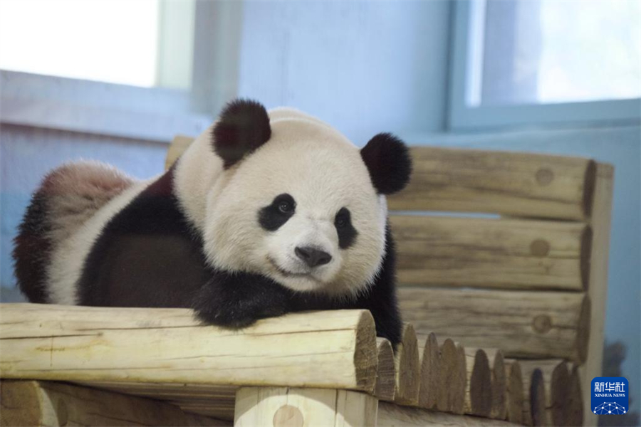1月9日，在美國華盛頓國家動(dòng)物園，大熊貓“寶力”在熊貓館館舍里休息。新華社記者 鄧仙來 攝