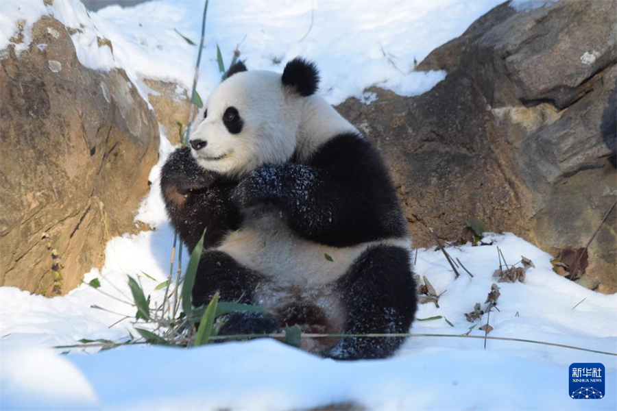 1月9日，在美國華盛頓國家動(dòng)物園，大熊貓“青寶”在熊貓館的院落里吃竹子。新華社記者 鄧仙來 攝
