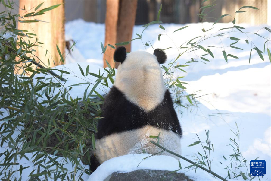 1月9日，在美國華盛頓國家動物園，大熊貓“寶力”在熊貓館的院落里吃竹子。新華社記者 鄧仙來 攝