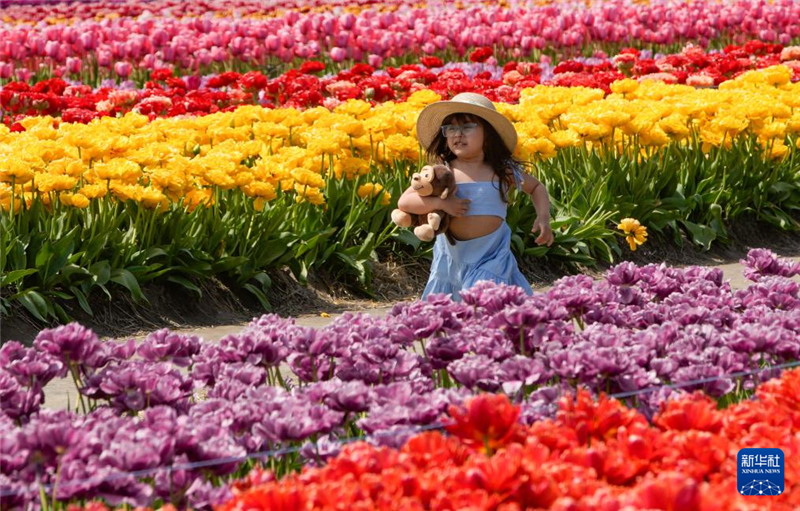 4月25日，在加拿大阿伯茨福德市，一名女孩在郁金香田中奔跑。新華社發(fā)（梁森攝）
