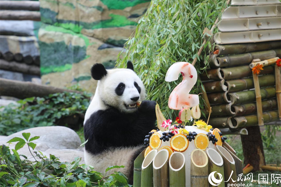 “喀秋莎”在生日慶?；顒?dòng)上享用園方準(zhǔn)備的蛋糕。人民網(wǎng)記者 肖新新攝 