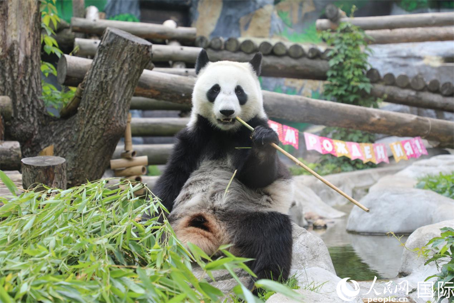 “喀秋莎”在生日慶?；顒由舷碛弥褡?。 人民網(wǎng)記者 肖新新攝