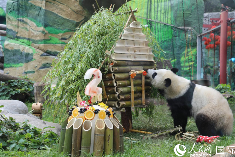 “喀秋莎”在園方準備的竹制小屋旁玩耍。人民網(wǎng)記者 肖新新攝