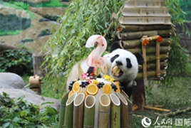 莫斯科慶祝大熊貓“喀秋莎”兩周歲生日