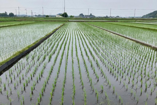 5月22日拍攝的日本一處稻田。新華社/美聯(lián)